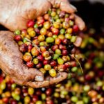 Coffee Beans - Assorted Fruits on Person's Hand