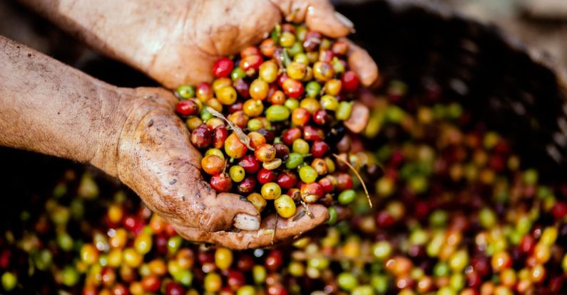 Coffee Beans - Assorted Fruits on Person's Hand