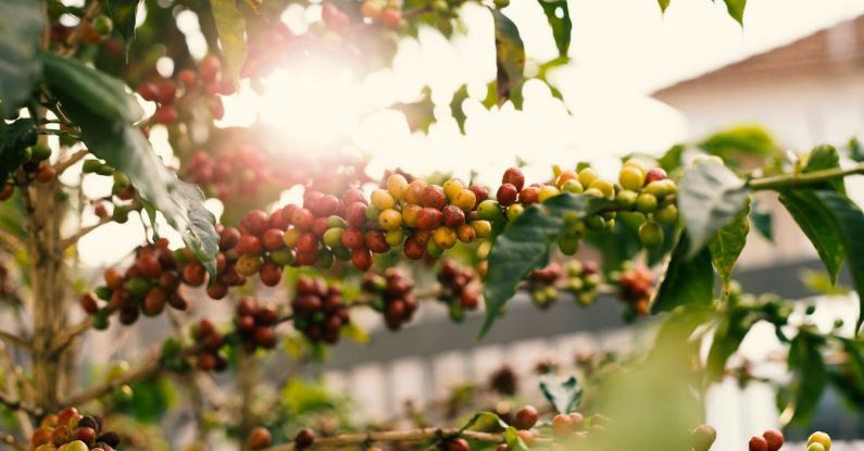 Coffee Beans - Red and Yellow Coffee Berries on Branch
